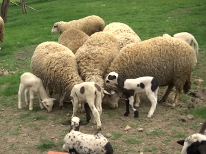 Пун тор јагањаца у домаћинству Марковића у Гружи