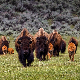 Посетилац парка Јелоустон новчано кажњен због спасавања телета бизона
