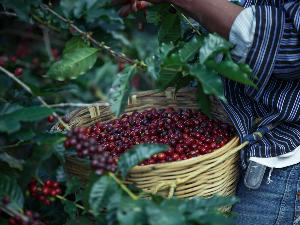 Зрна без кофеина још на пољима кафе – колико је могуће