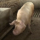 Ускоро одјава афричке куге на подручју 10 општина, ова болест откривена и на фарми са 20.000 свиња