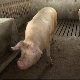 Афричка куга свиња потврђена у Богатићу, еутаназирано око 300 грла
