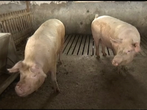 Афричка куга свиња потврђена у Богатићу, еутаназирано око 300 грла