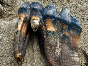 Шта то вири из песка на плажи у Калифорнији, ­ зуб мастодонта дуг 30 центиметара
