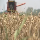 Почела жетва пшенице
