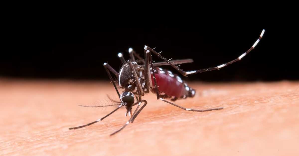 Како да се одбранимо од комараца – дошли су раније, киша им прија, а прскање је немогуће