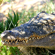 Случај „девичанског рођења“ први пут забележен код крокодила 
