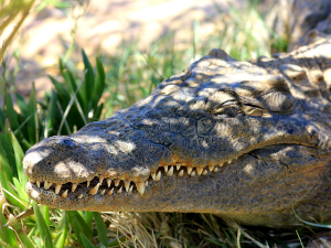 Случај „девичанског рођења“ први пут забележен код крокодила 