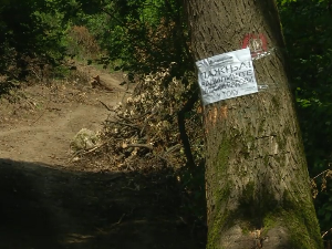 Сеча дрвећа у Кошутњаку – станари страхују да не 