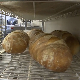 Влада усвојила уредбу о максималној малопродајној цени хлеба од 54 динара