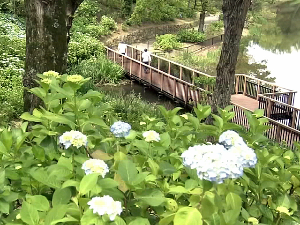 Хортензије – раскошне биљке у башти Јапана