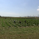 Осуђеници из смедеревског окружног затвора узгајају воће