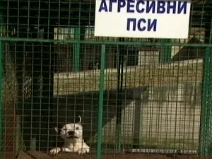 Напад пса у Сремчици узнемирио јавност, ко је одговоран