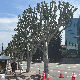 Холивудски студио оптужен да је намерно орезао дрвеће да би штрајкачи били на сунцу
