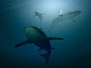 Ајкуле на кокаину, морски предатори код Флориде жртве трговине дрогом