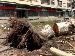 Пола милиона стабала поломљено у Бачкој Паланци током невремена, људи из страха секу дрвеће