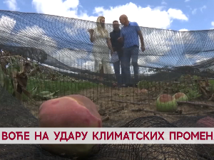 Воће на удару климатских промена
