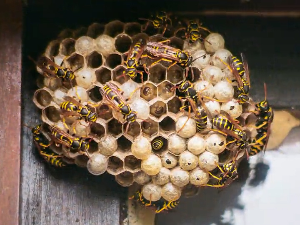 Када рој стршљенова направи проблем – скупо уклањање, али још више ћете платити ако их убијете