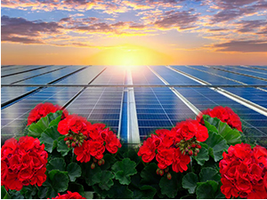 Уместо мушкатли, соларни панели цветају на немачким балконима – помама за енергијом сунца