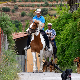 Бичем до профита – коњ у Грчкој угинуо превозећи туристе, бурне реакције јавности