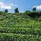 Три капи етарског уља чајног дрвета добре су за здравље 