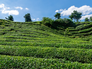 Три капи етарског уља чајног дрвета добре су за здравље 