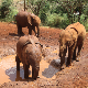 Шта се деси у Кенији, остаје у Кенији – како се заљубити у жирафу и слона