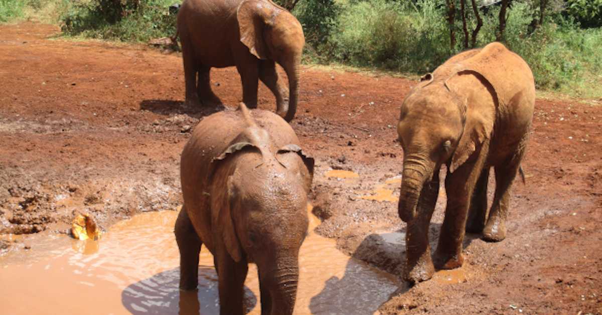 Шта се деси у Кенији, остаје у Кенији – како се заљубити у жирафу и слона
