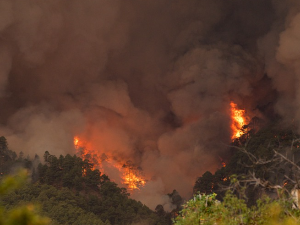 Тенерифе захватили велики шумски пожари – изгорело 5.000 хектара шуме, евакуисано 26.000 људи