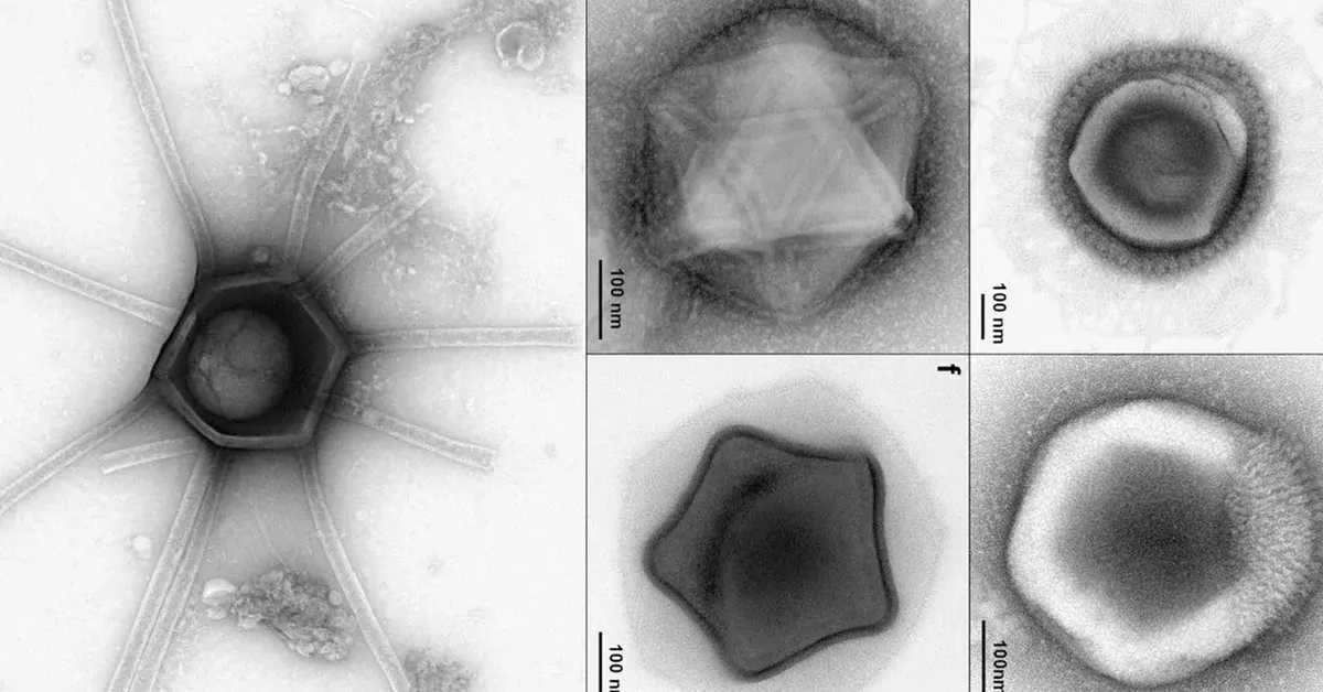 Новооткривени џиновски вируси изгледају као звезде, корњаче и бочице парфема