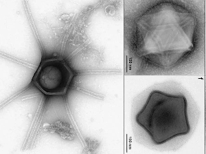 Новооткривени џиновски вируси изгледају као звезде, корњаче и бочице парфема