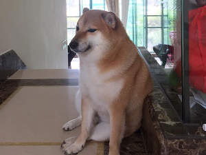 Интернет сензација насмејани шиба ину угинуо од леукемије