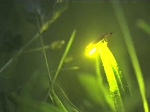 РТС Лаб: Лето је...