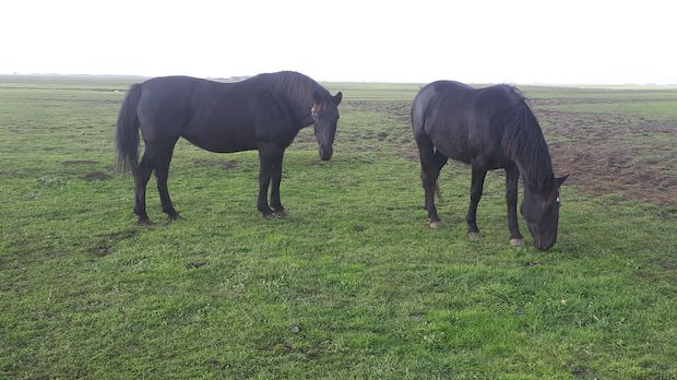 Квадратура круга: Војводина у хиљаду слика, други део