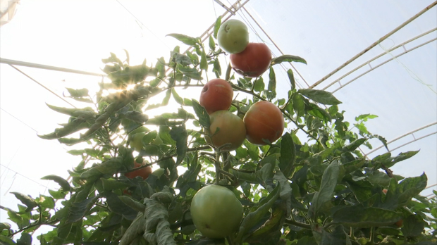 Zašto je paradajz usred sezone toliko skup