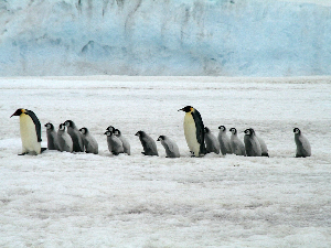 Хиљаде младунаца царског пингвина на Антарктику страдало због рекордно ниског нивоа леда