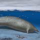 Колос из Перуа – плави ките, помери се, имамо нову најтежу животињу