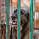 Смедерево, оптужни предлог против осумњиченог за мучење паса