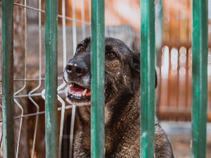 Смедерево, оптужни предлог против осумњиченог за мучење паса
