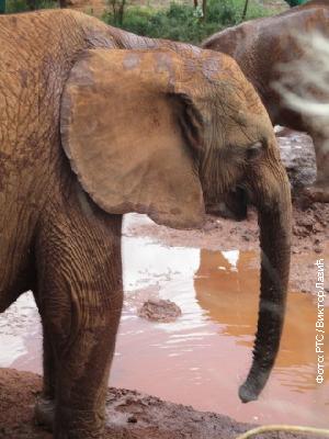 Слоновима не ничу кљове - одговор природе на људско безумље