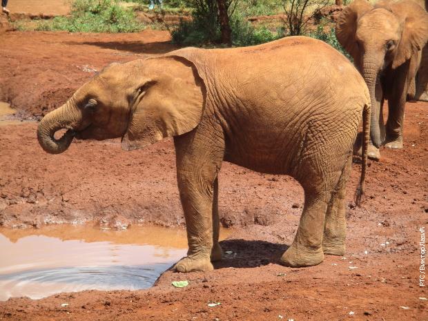 Борба кенијских заштитника животиња - слоновача је вредна само на слоновима