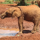 Кенијска ломача од кљова и суза – колико је живих слонова у сто милиона долара вредној слоновачи 