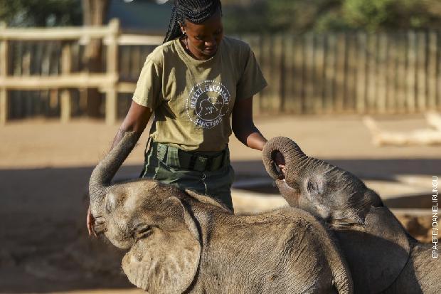 Кенијска борба за слонове - међународна трговина слоновачом је забрањена