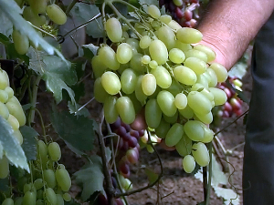 Шандор у својим засадима има лозе са свих континената, а грожђе гаји чак и у пластенику