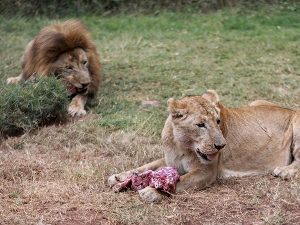Водич за туристе у Кенији: Пре лавова, сомалских терориста и туристичких агената – прво нахраните полицију