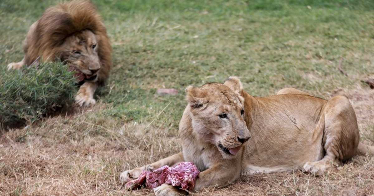 Водич за туристе у Кенији: Пре лавова, сомалских терориста и туристичких агената – прво нахраните полицију