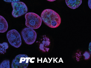 Моравска Србија:	Рукописна баштина Моравске Србије,1