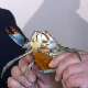 Велики плави рак из тропских мора  „окупирао“ Италију