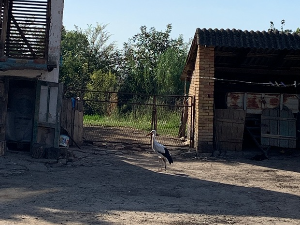 Рода Ђура из Банатске Дубице
