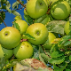 1001 Траг - Јесен иде, јабуке и крушке зрију