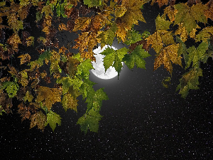 Ритам ноћи